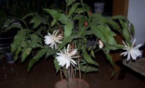 怎样养好昙花(怎样养好昙花盆景)图3