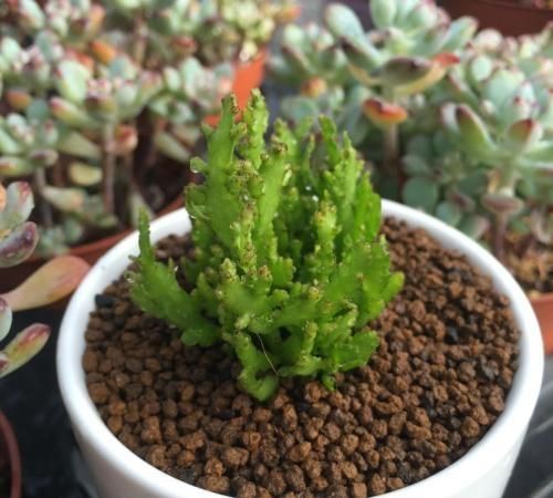 怎样养好昙花(怎样养好昙花盆景)图5