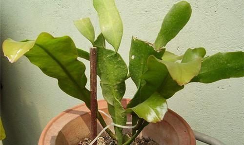 怎样养好昙花(怎样养好昙花盆景)图7