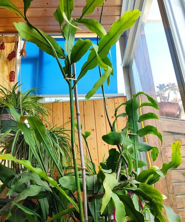 怎样养好昙花(怎样养好昙花盆景)图8