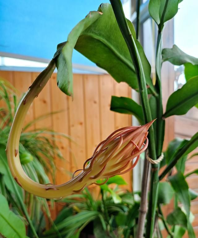 怎样养好昙花(怎样养好昙花盆景)图9