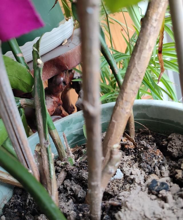 怎样养好昙花(怎样养好昙花盆景)图10