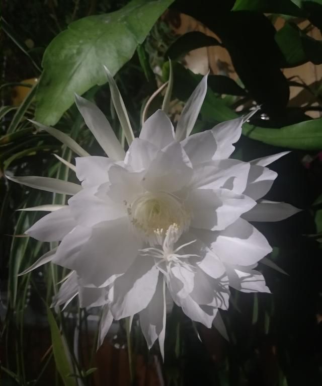 怎样养好昙花(怎样养好昙花盆景)图11