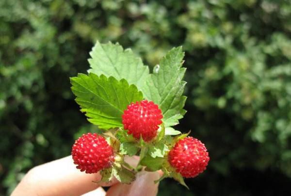 野草莓可以吃吗 野草莓的功效与作用是什么
