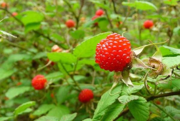 野草莓可以吃吗 野草莓的功效与作用是什么