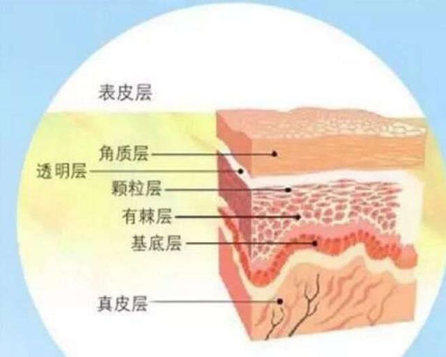 新知问答｜角质层是什么，我们要不要定期清理？