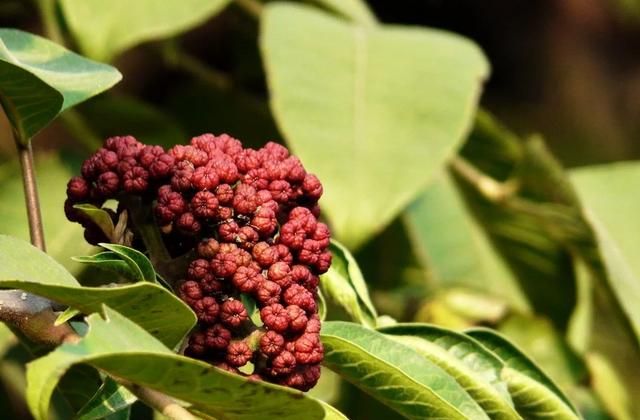 茱萸有两种，一种可补肝益肾，一种可疏肝下气