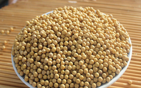几种豆芽的生产方法(大型豆芽厂生产流程)