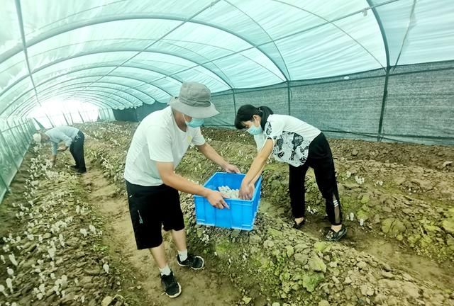 临泽县新华镇：特色“鸡腿菇”撑起乡村振兴“富民伞”