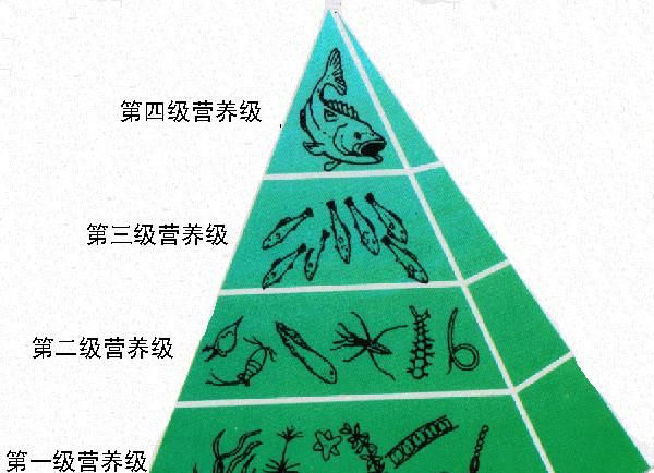 5000米深渊，科学家发现鲨鱼“墓地”，动物临死前真会选择场所？