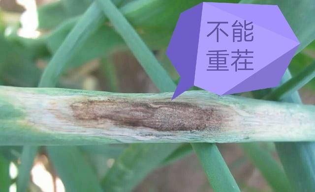 洋葱紫斑病危害(洋葱紫斑病发生)图5