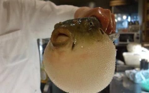 河豚真的很好吃吗