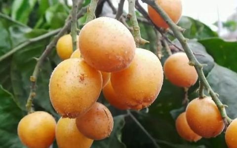 南方有哪些水果是北方人没见过的