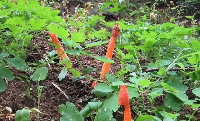 气味难闻的“鸡屎菌”，红彤彤的外表，现发现是天然“皮炎平”