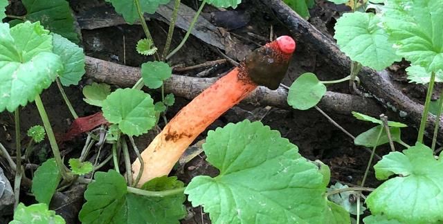 气味难闻的“鸡屎菌”，红彤彤的外表，现发现是天然“皮炎平”