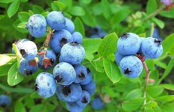 吃蓝莓有什么好处呢图3