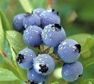 吃蓝莓有什么好处呢图4