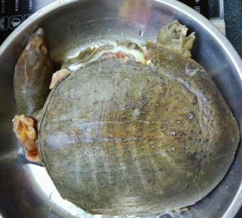甲鱼炖汤的做法,甲鱼炖汤的做法孕妇可以吃吗图3