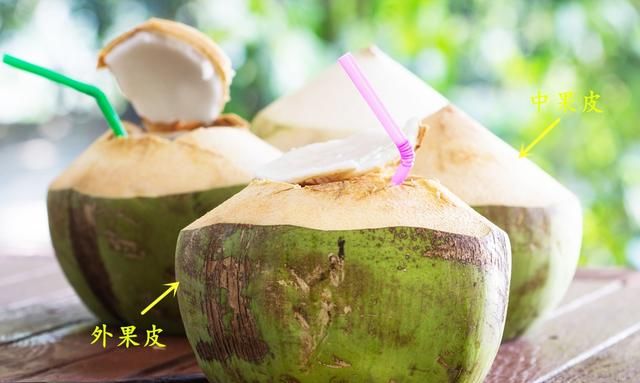 椰子有椰肉吗,椰子角 椰肉图4