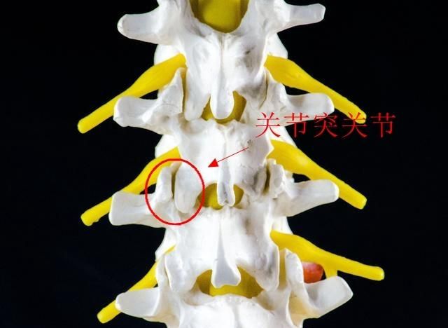 最近腰疼可以吃六味地黄丸吗图2