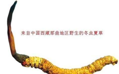 虫草真的能治病吗
