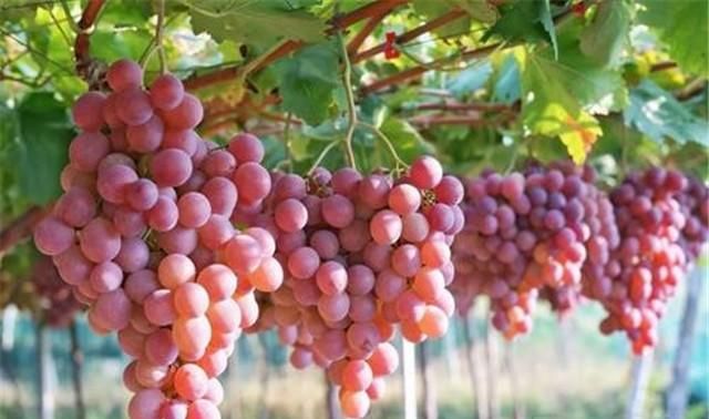 红提葡萄种植，果农需要掌握，科学种植技术要点，才能高产丰收
