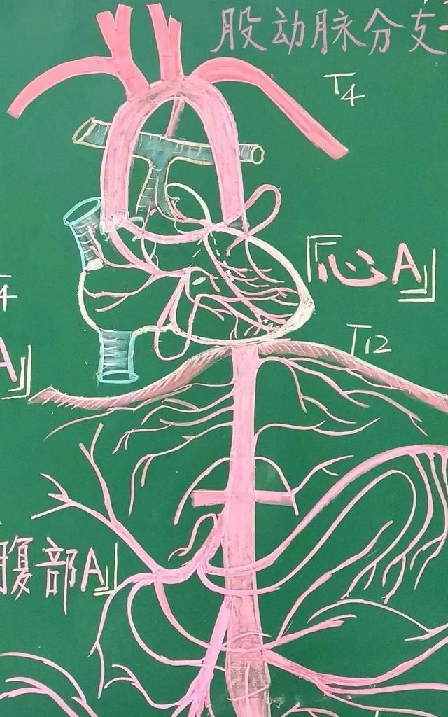绝了！浙江一大学老师手绘的人体解剖图如艺术品