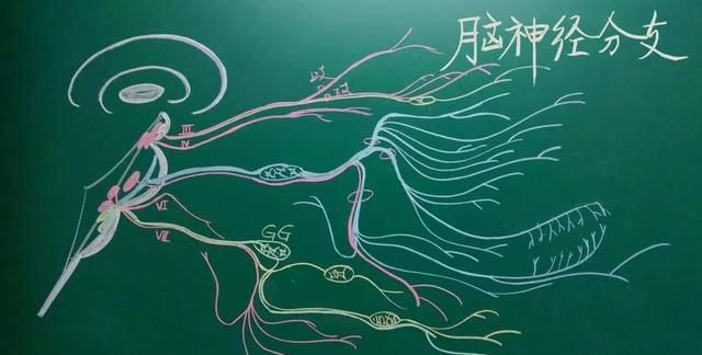 绝了！浙江一大学老师手绘的人体解剖图如艺术品