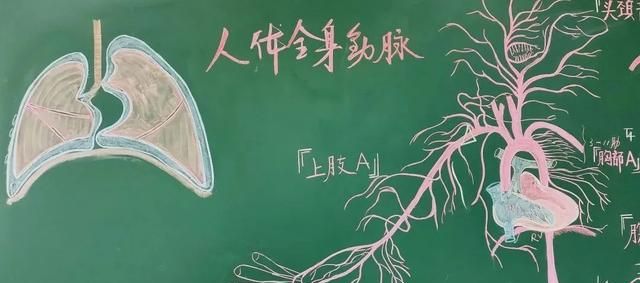 绝了！浙江一大学老师手绘的人体解剖图如艺术品