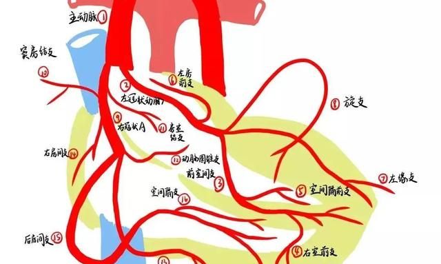 绝了！浙江一大学老师手绘的人体解剖图如艺术品