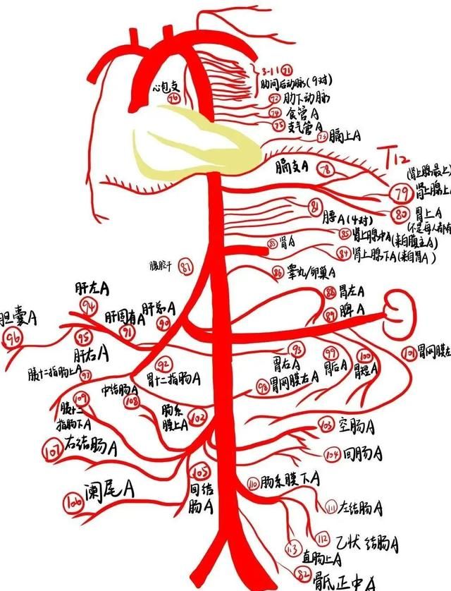 绝了！浙江一大学老师手绘的人体解剖图如艺术品