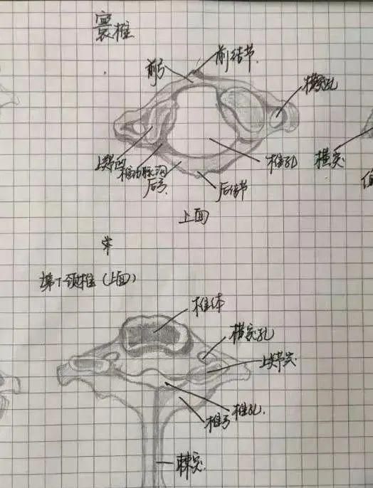 绝了！浙江一大学老师手绘的人体解剖图如艺术品