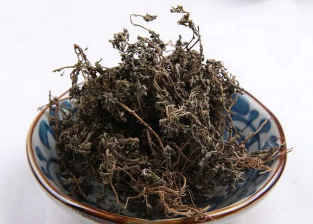 实用的鹅不食草，稻田里很多，感冒能“通鼻气”，鼻炎的克星