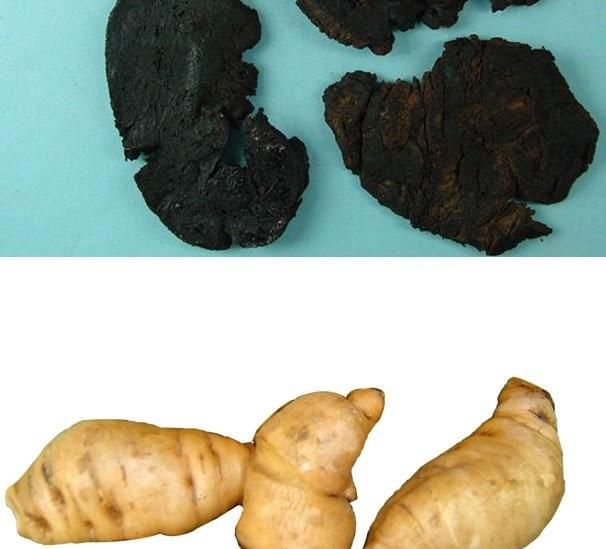 地黄如何冲泡(六味地黄丸的正确冲泡方法)图1