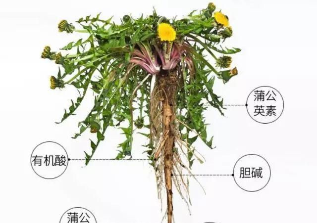 蒲公英根生吃好吗,蒲公英根能栽活吗图2