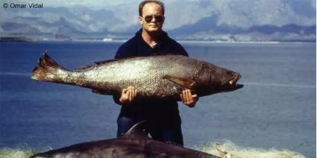 石首鱼鱼鳔被当神药售出天价 价格贵过毒品可卡因