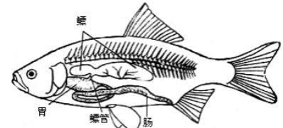 石首鱼鱼鳔被当神药售出天价 价格贵过毒品可卡因