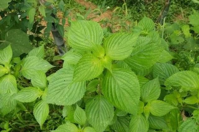点心紫苏怎么做菜才好吃(紫苏可以做什么菜)图1