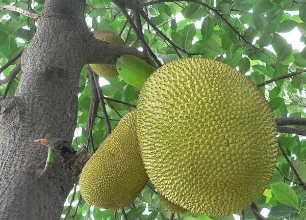 波罗蜜什么去皮,菠萝蜜去皮的正确方法图4