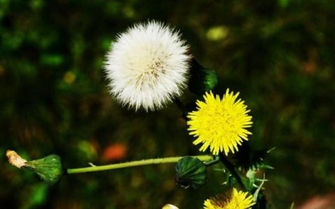 薄公英除了大家都熟知的几种功效外，还有什么鲜为人知的功效
