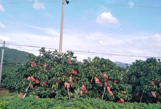 怎么种植柚子图2