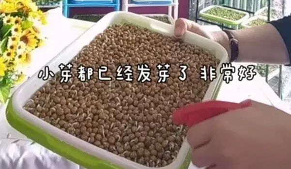 不用土、不施肥，教你10天发出鲜嫩芽苗菜！