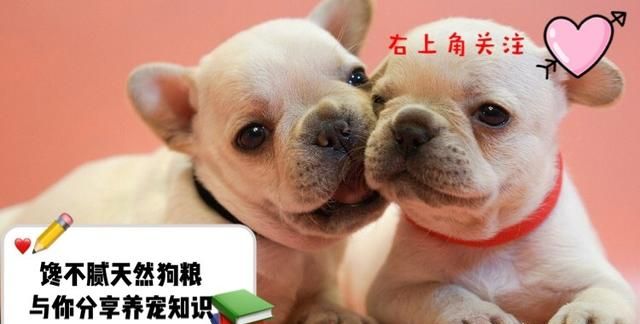 狗狗能吃鸡蛋吗需要注意什么图1