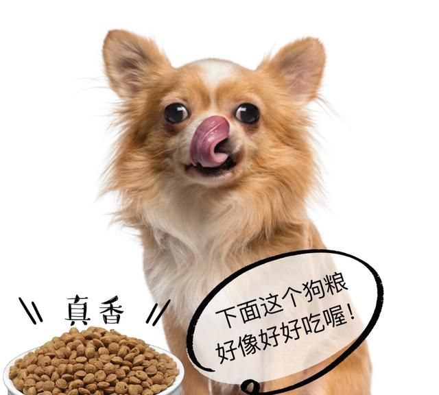 狗狗能吃鸡蛋吗需要注意什么图8