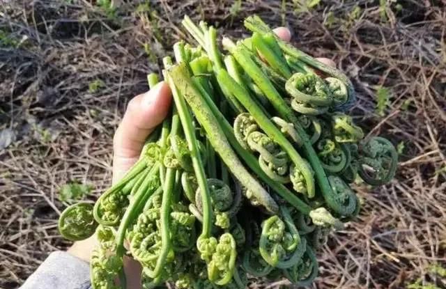 春天是吃野菜的季节,有哪些好吃的野菜及做法图1