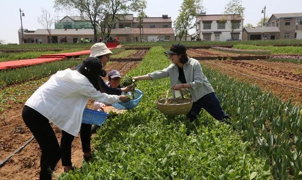 春暖草绿适合踏青摘野菜？小心一不留神误食中毒