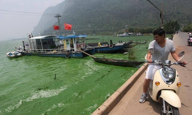白鲢和花鲢有什么区别？养哪一种更赚钱？