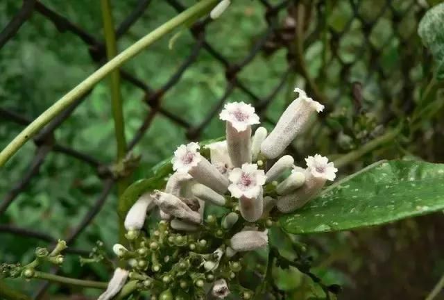 跟师每日一学草药23：篓叶