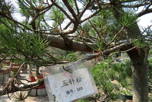 五针松性温苦，无毒，治各脏肿毒，风寒湿症，能促进毛发再生
