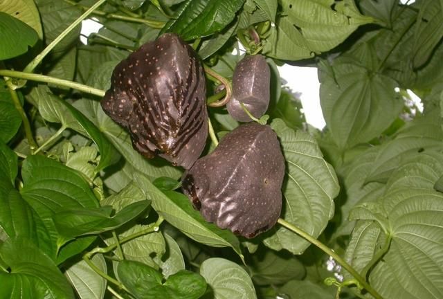 户外有毒植物科普：黄独
